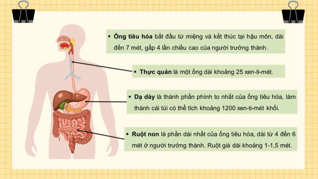 Bài giảng Powerpoint tự nhiên và xã hội 3 kết nối tri thức