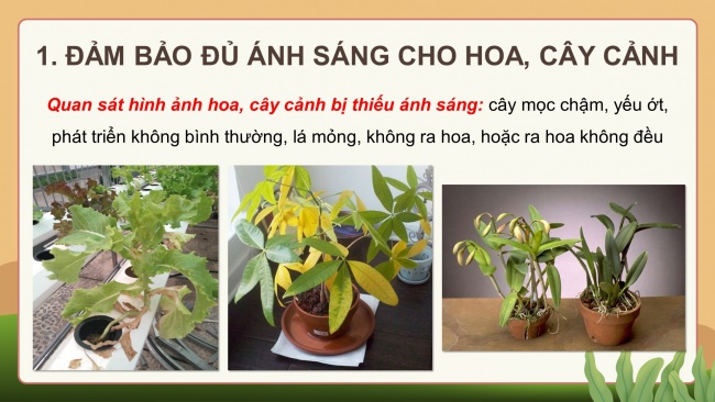 Soạn giáo án điện tử công nghệ 4 KNTT bài 6: Chăm sóc hoa, cây cảnh trong chậu