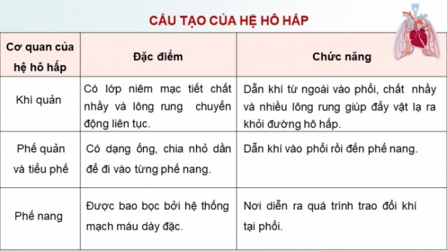 Soạn giáo án điện tử KHTN 8 KNTT Bài 34: Hệ hô hấp ở người