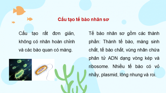 Bài giảng Powerpoint sinh học 10 cánh diều