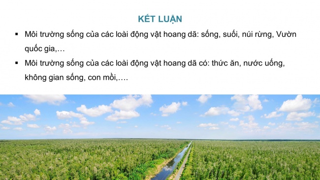 Soạn giáo án điện tử mĩ thuật 4 CTST bản 1 Bài 4: Mô hình khu bảo tồn thiên nhiên