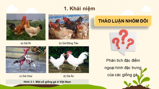 Soạn giáo án điện tử Công nghệ chăn nuôi 11 KNTT Bài 3: Khái niệm, vai trò của giống trong chăn nuôi