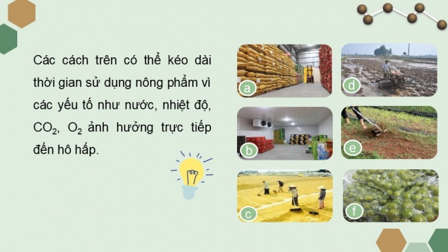 Soạn giáo án điện tử sinh học 11 KNTT Bài 6: Hô hấp ở thực vật (P2)