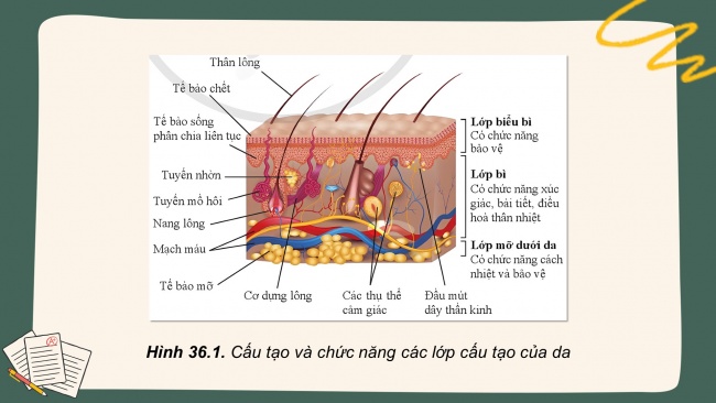 Bài giảng điện tử sinh học 8 cánh diều