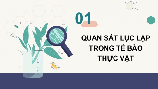 Soạn giáo án điện tử sinh học 11 CTST Bài 5: Thực hành: Quan sát lục lạp và tách chiết sắc tố; chứng minh sự hình thành sản phẩm