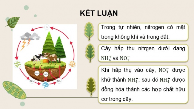 Soạn giáo án điện tử sinh học 11 Cánh diều Bài 2: Trao đổi nước và khoáng ở thực vật (P2)