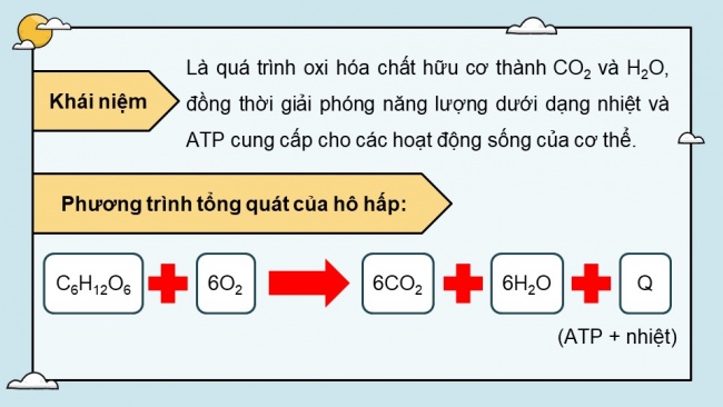 Soạn giáo án điện tử sinh học 11 Cánh diều Bài 5: Hô hấp ở thực vật