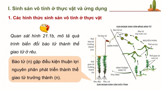 Bài giảng điện tử sinh học 11 cánh diều