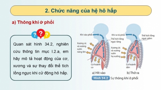 Soạn giáo án điện tử KHTN 8 KNTT Bài 34: Hệ hô hấp ở người