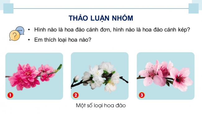 Soạn giáo án điện tử công nghệ 4 cánh diều Bài 2: Một số loại hoa phổ biến