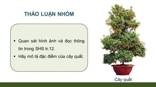 Soạn giáo án điện tử công nghệ 4 cánh diều Bài 3: Một số loại cây cảnh phổ biến