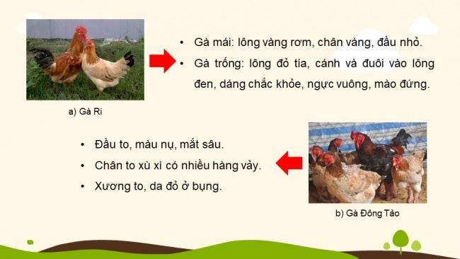 Soạn giáo án điện tử Công nghệ chăn nuôi 11 KNTT Bài 3: Khái niệm, vai trò của giống trong chăn nuôi