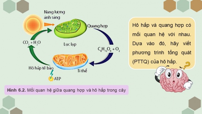 Soạn giáo án điện tử sinh học 11 KNTT Bài 6: Hô hấp ở thực vật (P1)