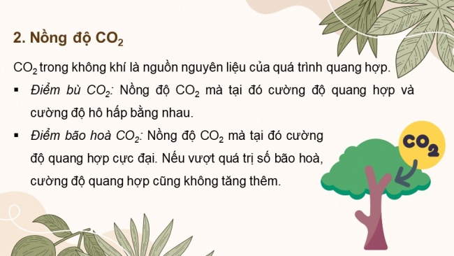 Soạn giáo án điện tử sinh học 11 CTST Bài 4: Quang hợp ở thực vật (P2)