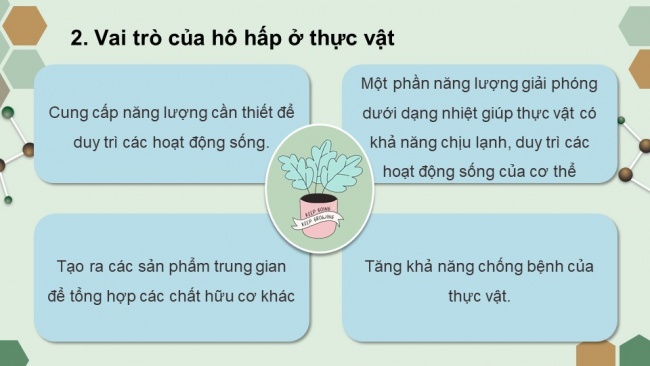 Soạn giáo án điện tử sinh học 11 CTST Bài 6: Hô hấp ở thực vật