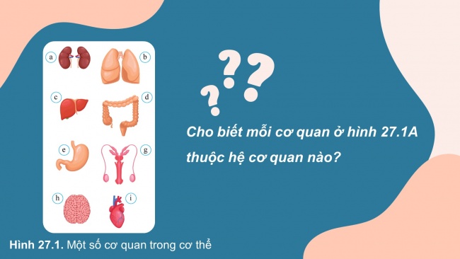 Soạn giáo án điện tử KHTN 8 CD Bài 27: Khái quát về cơ thể người