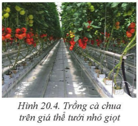 Giải bài 20 Giới thiệu về trồng trọt công nghệ cao