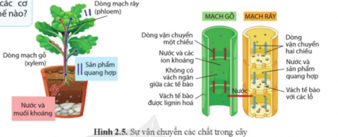 Quan sát hình 2.5, cho biết nước và khoáng hấp thụ ở rễ được đưa đến các cơ quan khác như thế nào?