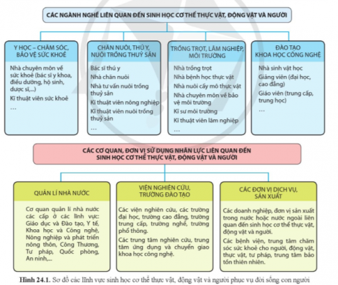 Dựa vào hình 24.1 và bảng 24.1 hoàn thành bảng 24.2 về yêu cầu cho các vị trí việc làm liên quan đến Sinh học cơ thể thực vật, động vật và người