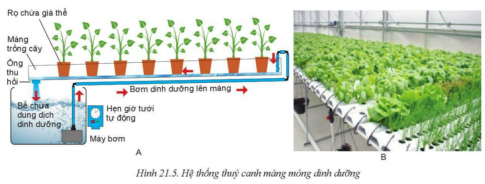 Giải bài 21 Công nghệ trồng cây không dùng đất