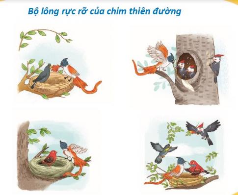 [Phát triển năng lực] Tiếng việt 1 bài 25B: Những bông hoa thơm