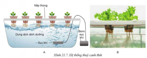 Giải bài 21 Công nghệ trồng cây không dùng đất