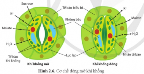 Quan sát hình 2.6 và giải thích cơ chế đóng mở của khí khổng