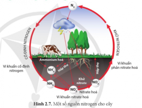 Quan sát hình 2.7 và cho biết cây có thể lấy nitrogen từ đâu?