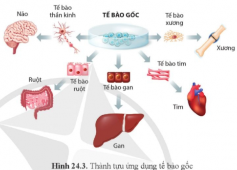 Quan sát hình 24.3, kể tên một số thành tựu và triển vọng của công nghệ tế bào gốc trong khám chữa bệnh ở người