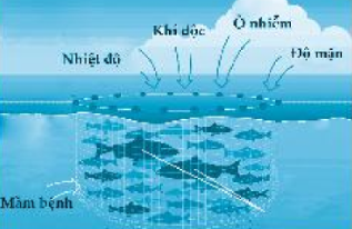 Nguyên nhân làm ảnh hưởng môi trường và nguồn lợi thủy sản trong hình ảnh sau là?