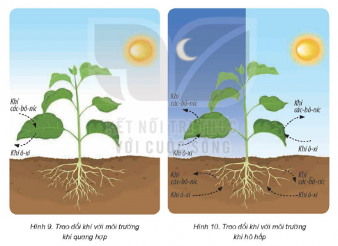 Vẽ sơ đồ mô tả sự trao đổi khí với môi trường khi thực vật tiến hành quang hợp. Vẽ sơ đồ mô tả sự trao đổi khí với môi trường khi thực vật tiến hành hô hấp.