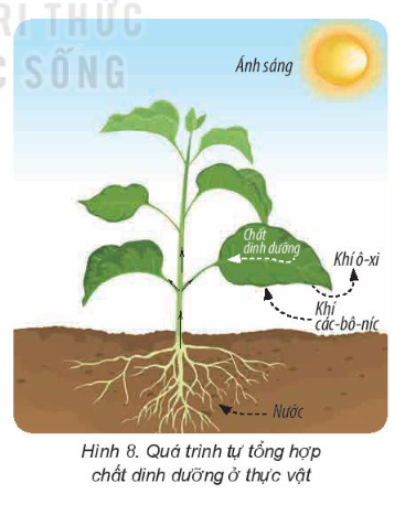 Kể tên một số yếu tố tham gia vào quá trình tự tổng dinh dưỡng ở thực vật. Chất dinh dưỡng được thực vật tổng hợp thông qua quá trình nào?