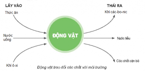 Vẽ sơ đồ thể hiện sự trao đổi không khí, nước, thức ăn của động vật với môi trường theo gợi ý sau.