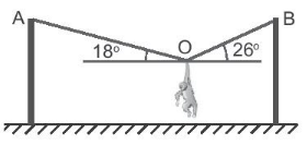 Một chú khỉ diễn xiếc treo mình cân bằng trên dây thừng như hình vẽ. Xác định lực căng xuất hiện trên các đoạn dây OA, OB. Biết chú khỉ có khối lượng 7 kg