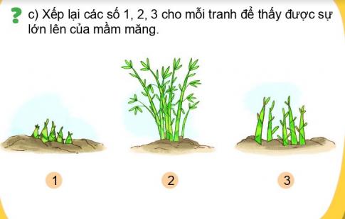 [Phát triển năng lực] Tiếng việt 1 bài 30B: Cuộc sống của các loài cây