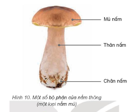 Quan sát hình 10 và chỉ một số bộ phận của nấm.