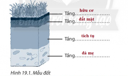 [Chân trời sáng tạo] Giải SBT lịch sử và địa lí 6 bài 19: Lớp đất và các nhân tố hình thành đất. Một số nhóm đất điển hình