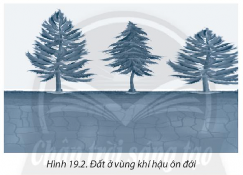 [Chân trời sáng tạo] Giải SBT lịch sử và địa lí 6 bài 19: Lớp đất và các nhân tố hình thành đất. Một số nhóm đất điển hình