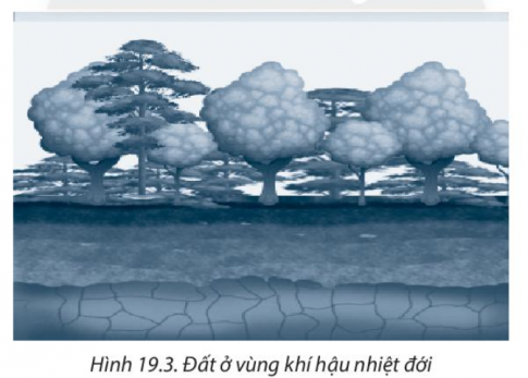 [Chân trời sáng tạo] Giải SBT lịch sử và địa lí 6 bài 19: Lớp đất và các nhân tố hình thành đất. Một số nhóm đất điển hình