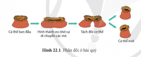 Quan sát và cho biết quá trình sinh sản của những loài động vật trong hình 22.1, hình 22.2, hình 22.3, hình 22.4 có đặc điểm gì chung?