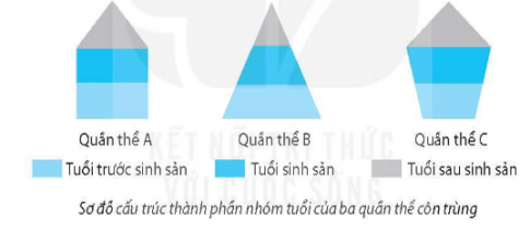 A: Hình tháp ổn định; B: Hình tháp phát triển; C: Hình tháp suy thoái.