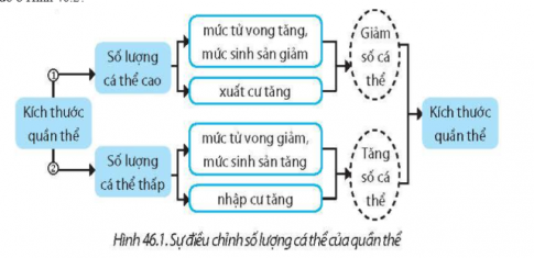 Quan sát Hình 46.1, cho biết những yếu tố nào có thể làm tăng và giảm kích thước quần thể?