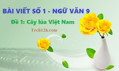 Văn mẫu 9 bài viết số 1 đề 1: Thuyết minh về cây lúa Việt Nam hay nhất