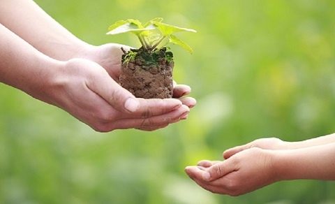 Thuyết minh vai trò của cây cối (hoặc của rừng, của các loài động vật hoang dã, của nhiên liệu sạch...) trong việc bảo vệ môi trường sống