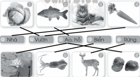 [Cánh diều] Giải VBT Tự nhiên và xã hội 2 bài 11: Môi trường sống của thực vật và động vật 