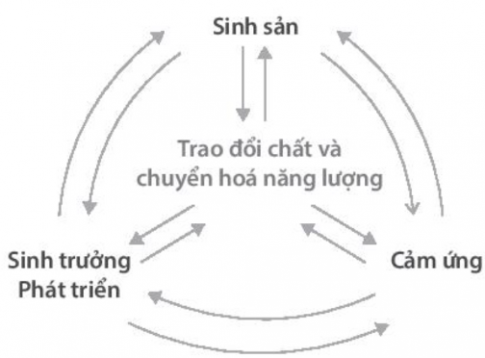 Vẽ sơ đồ về mối quan hệ giữa các hoạt động sống trong cơ thể thực vật. Cho biết hoạt động sống nào là trung tâm chi phối trực tiếp hoặc gián tiếp đến tất cả các hoạt động sống còn lại?