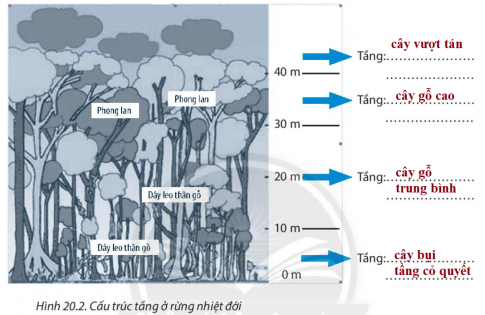 [CTST] Giải SBT lịch sử và địa lí 6 bài 20: Sinh vật và sự phân bố các đới thiên nhiên