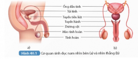 Cơ quan sinh dục nam