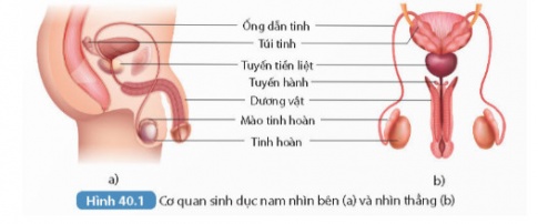 Cơ quan sinh dục nữ