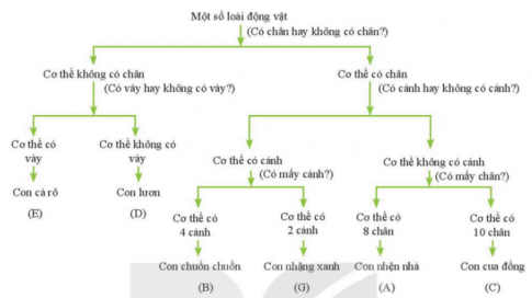 Nêu các bước xây dựng khóa lưỡng phân.